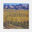 Search for san luis magnets Usa