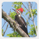 Search for pileated stickers Bird