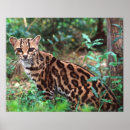 Search for ocelot posters Jaguar