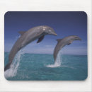 Search for bottlenose mouse mats Marine life