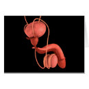 Search for phallus Testicle