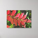 Search for sumac Fall