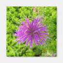 Search for fuschia magnets Floral