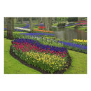 Search for grape hyacinth posters Flower