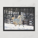 Search for horse profile postcards Pony