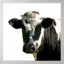 Search for holstein dairy cow posters Animal