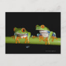 Search for tree frog postcards Amphibian