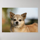 Search for pam posters Chihuahua