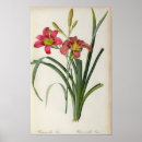 Search for hemerocallis posters Botanical