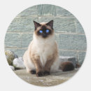 Search for siamese cat stickers Pet