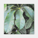 Search for soft magnets Green leaves