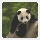 Search for giant panda stickers Asia
