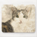 Search for attentive electronics Cat