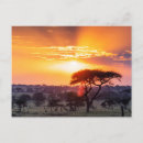 Search for tanzanian postcards Sunset