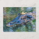 Search for gator postcards Swamp