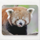 Search for kawaii gifts Animal