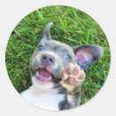 Search for cat envelope seals Puppy