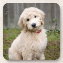 Search for mixed breed coasters Pet