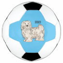 Search for havanese dog Pet