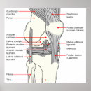 Search for knee posters Joint