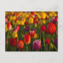 Search for multi colored postcards Flora