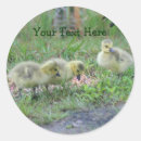 Search for goose photo stickers Animal