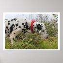 Search for dalmation posters Dog