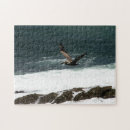 Search for pelican puzzles Sea