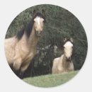 Search for mustang stickers Equestrian