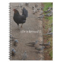 Search for chickens photography Birds