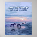 Search for assateague Assateague island