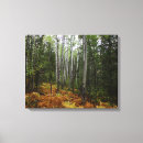 Search for birch tree canvas prints Fall