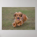 Search for long haired dachshund art Bob and pam langrish