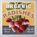 Search for radish posters Kitchen