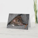 Search for dumbo cards Animal