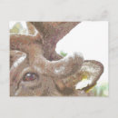 Search for caribou postcards Animals