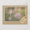 Search for budding postcards Pink rose