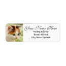 Search for green eyes return address labels Kitten