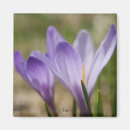 Search for crocuses magnets Purple