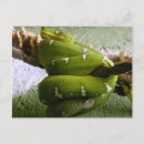 Search for constrictor postcards Animal