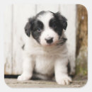 Search for border collies stickers Pet