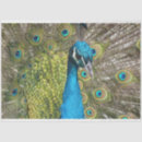 Search for peacock tissue paper Craft