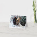Search for sled dog Cute