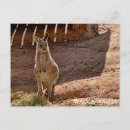 Search for sanctuary cards Wildlife
