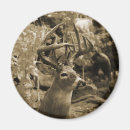 Search for whitetail magnets Hunting