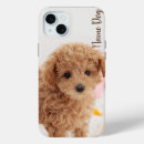 Search for bichon electronics Frise