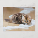 Search for rolling paper postcards Birds
