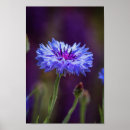 Search for macro flower posters Petals