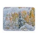 Search for aspen magnets Grove