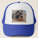 Search for staffy hats Dog